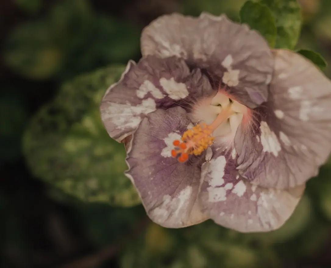 hibiscus_1086x880